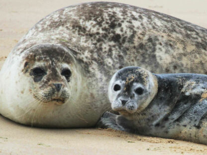 Bishop Boats Seal Trips - Outdoors