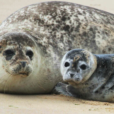 Bishop Boats Seal Trips - Outdoors
