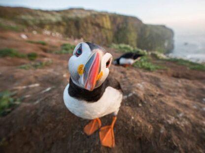 Harry Read photographer - Guided wildlife photography workshops