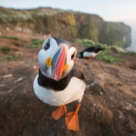 Harry Read photographer - Guided wildlife photography workshops